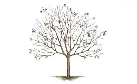 Рисунок черешни