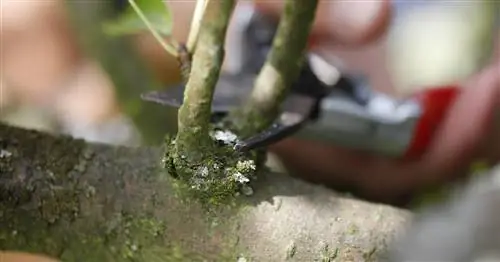 Обрезка плодовых деревьев