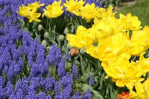 Виноградные гиацинты с желтыми цветущими тюльпанами