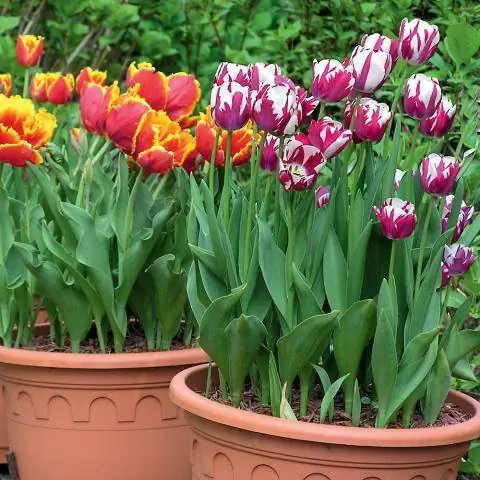 Тюльпаны в цветочном горшке