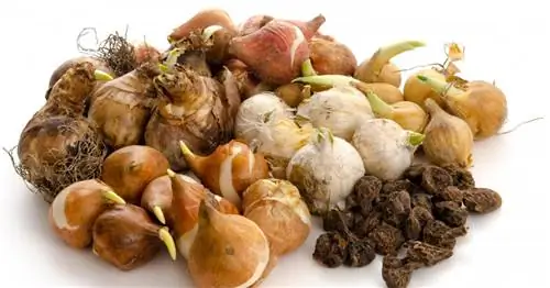 Цветочные луковицы