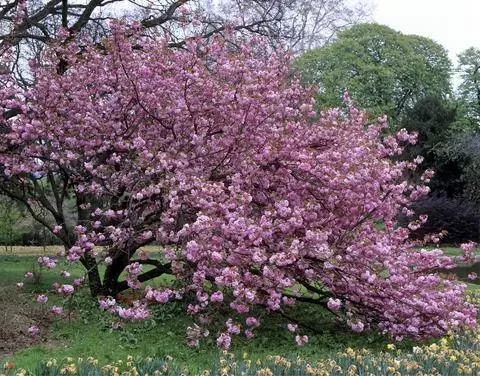 Слива мелкопильчатая 'Канзан'