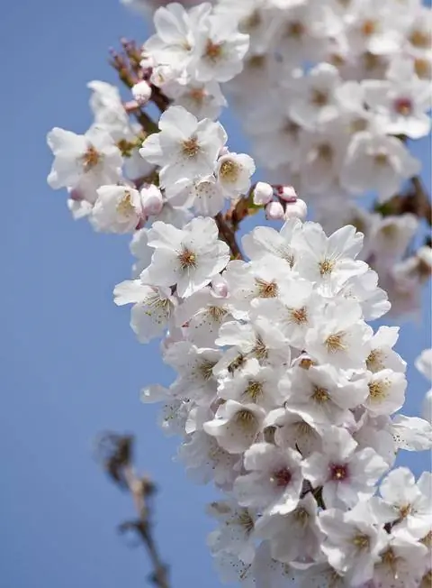 Prunus nipponica var. kurilensis 'Brilliant'