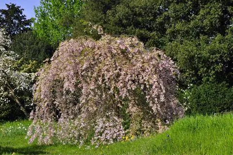 Вишня весенняя свисающая (Prunus subhirtella 'Pendula Flora Plena')