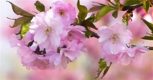 Декоративная вишня