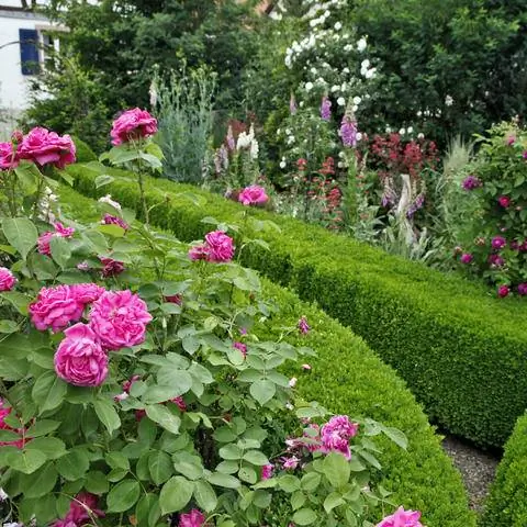 Дорожки, выложенные самшитом