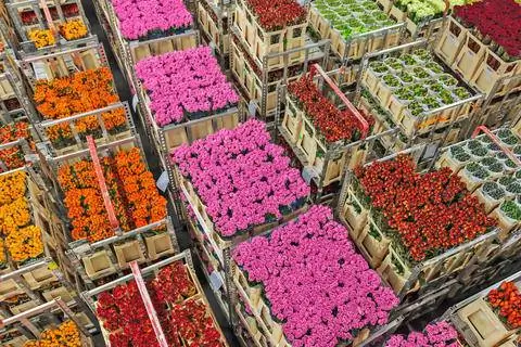 Срезанные цветы на аукцион