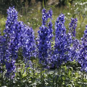 дельфиниум