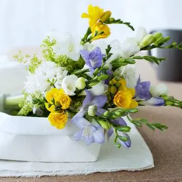 Фрезия (Фрезия)