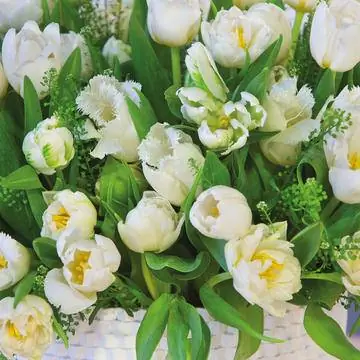 Тюльпаны (Тюльпаны)