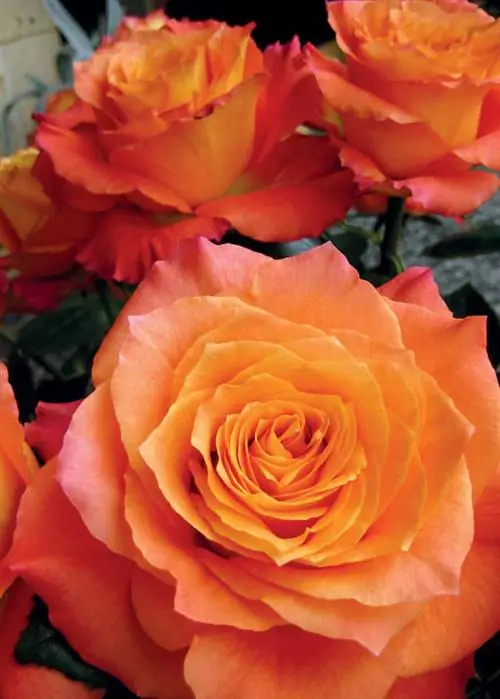 Роза 'Свободный дух'