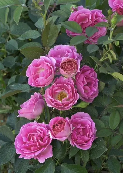 мелкоцветковая роза флорибунда