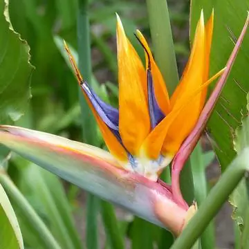 Цветок райской птицы (Strelitzia reginae)