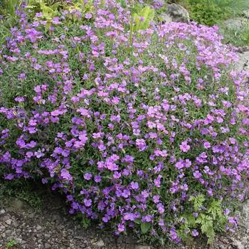 Bluecushion Обриета Рокарий