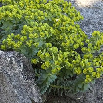 Катящийся молочай в саду камней