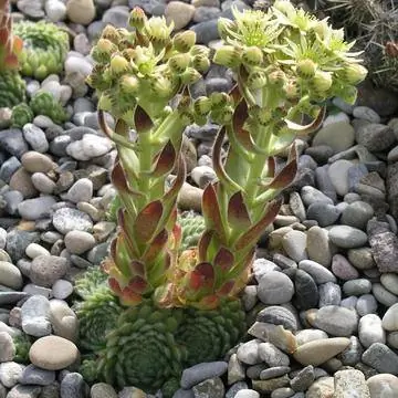 Сад камней Houseleek Sempervivum