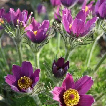 Рокарий Pasqueflower Pulsatilla