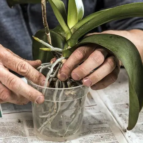 горшок для орхидеи