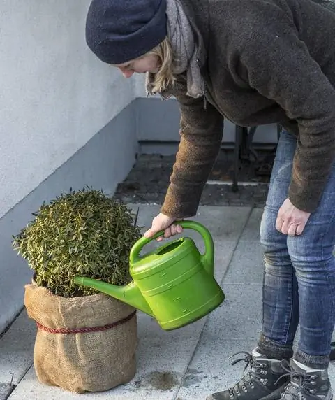 Поливайте вечнозеленые растения зимой