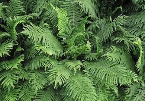 Щитовые папоротники (Polystichum)