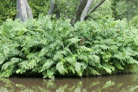 Королевский папоротник (Osmunda regalis)