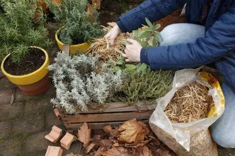 Зимняя защита трав