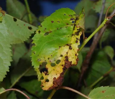 Болезнь дробовика у Prunus