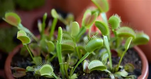 Плотоядные растения, плотоядные