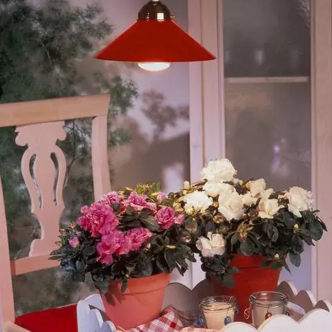 Дайте свет с лампой для растений зимой