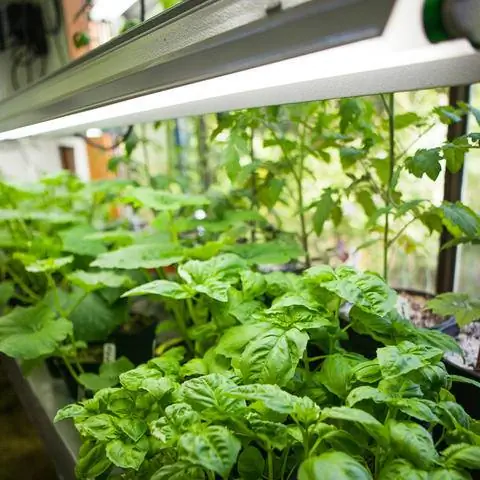 Люминесцентные лампы как светильники для растений