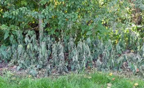 Крапива обработана гербицидом