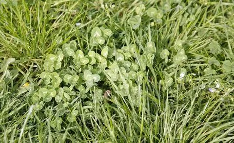 С клевером на газоне можно бороться селективными гербицидами