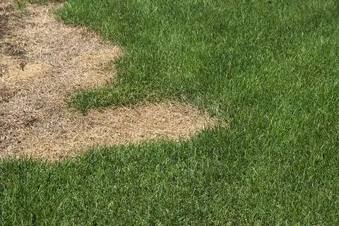 Сожженный газон