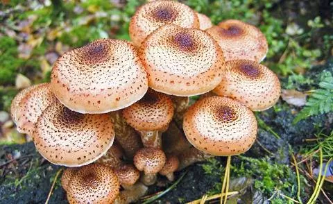 Опята (Armillaria mellea) Опята (Armillaria mellea)