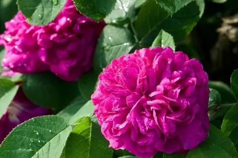 Роза дамасская 'Rose de Resht' Роза дамасская 'Rose de Resht'