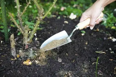 удобрять розу удобрять розу