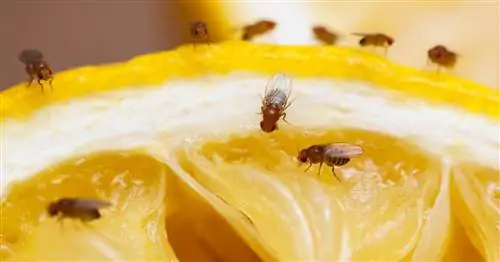 Плодовые мушки, уксусные мушки