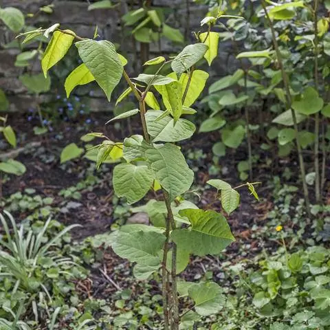 Горец японский Fallopia japonica