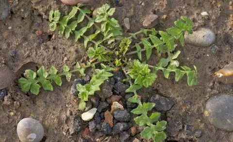 Пастушья сумка Capsella bursa pastoris