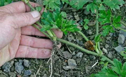 Лютик ползучий