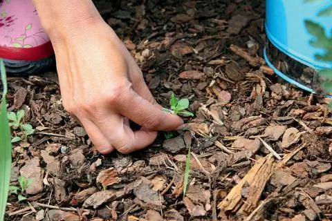 мульча из сорняков