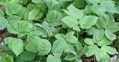 Сорняки, сорняки