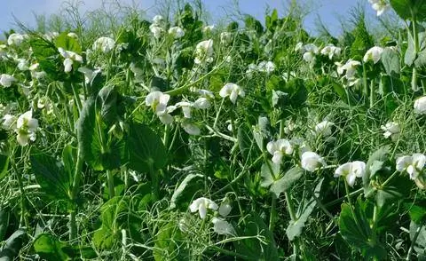 полевой горох