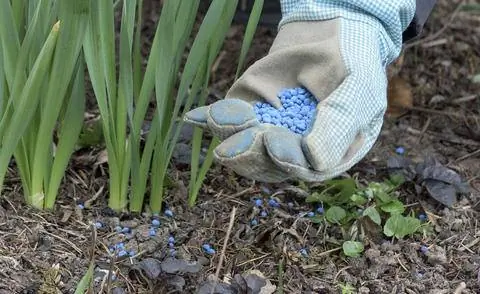 Голубое зерно имеет высокий процент азота