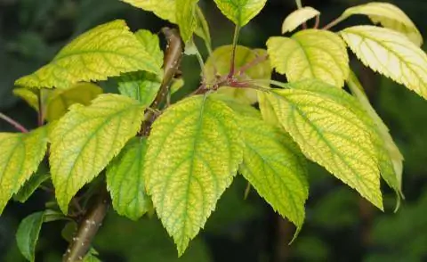 Яблоня с дефицитом железа