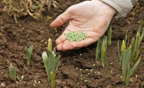 Удобрение NPK начало подкормки весной