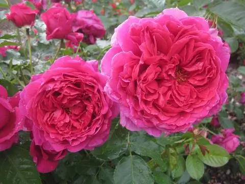 кустовая роза 'Soul'