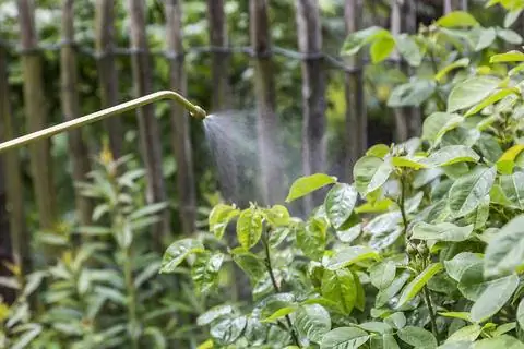 кустовые розы