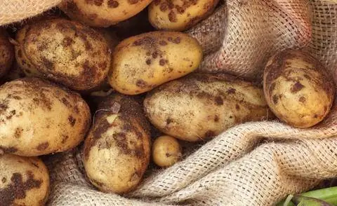 картофельная парша