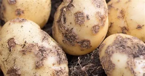 Картофельная парша